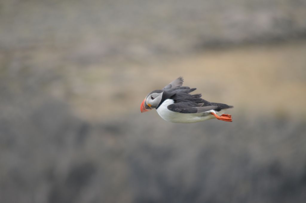 Ad ali spiegate, il sogno di Icaro.